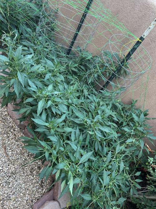 Mixed Organic Photo Outdoor. Week 18