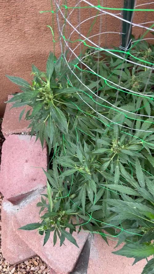Mixed Organic Photo Outdoor