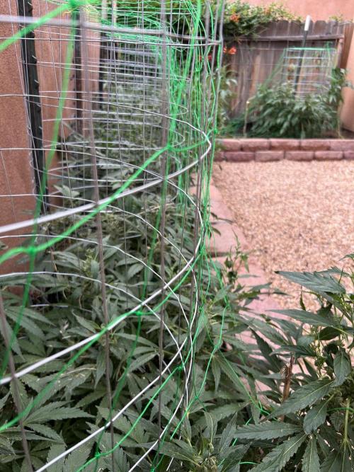 Mixed Organic Photo Outdoor. Week 18
