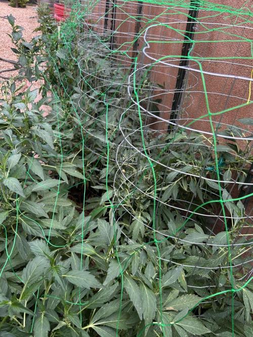 Mixed Organic Photo Outdoor. Week 18