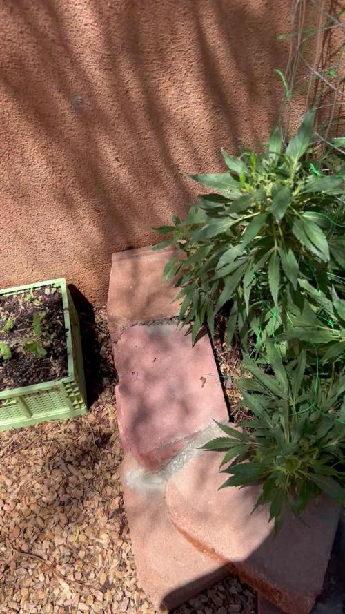 Mixed Organic Photo Outdoor