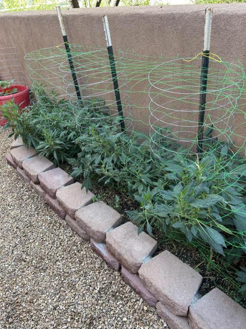 Mixed Organic Photo Outdoor. Week 18