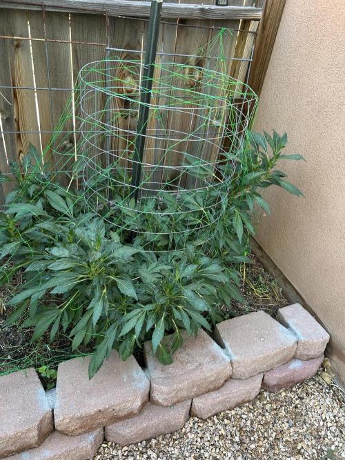 Mixed Organic Photo Outdoor. Week 18