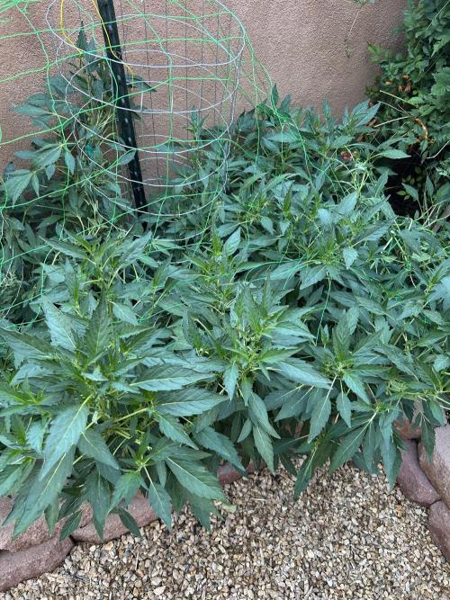Mixed Organic Photo Outdoor. Week 18