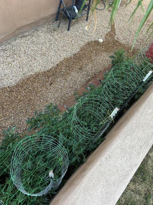 Mixed Organic Photo Outdoor. Week 18