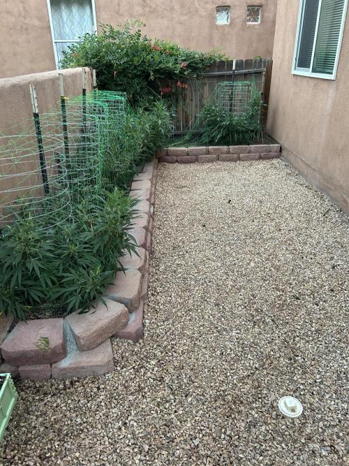 Mixed Organic Photo Outdoor. Week 18