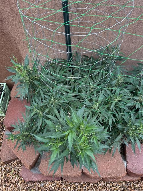 Mixed Organic Photo Outdoor. Week 18