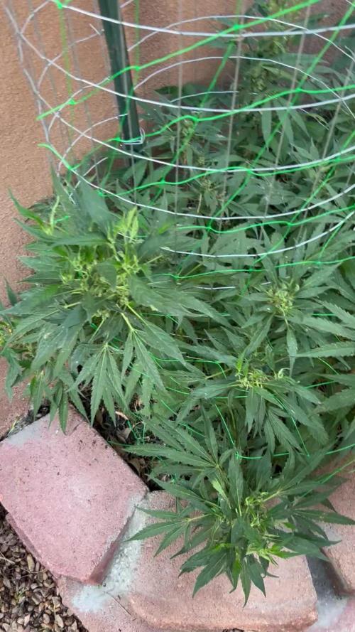 Mixed Organic Photo Outdoor