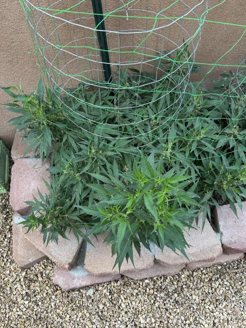 Mixed Organic Photo Outdoor. Week 18