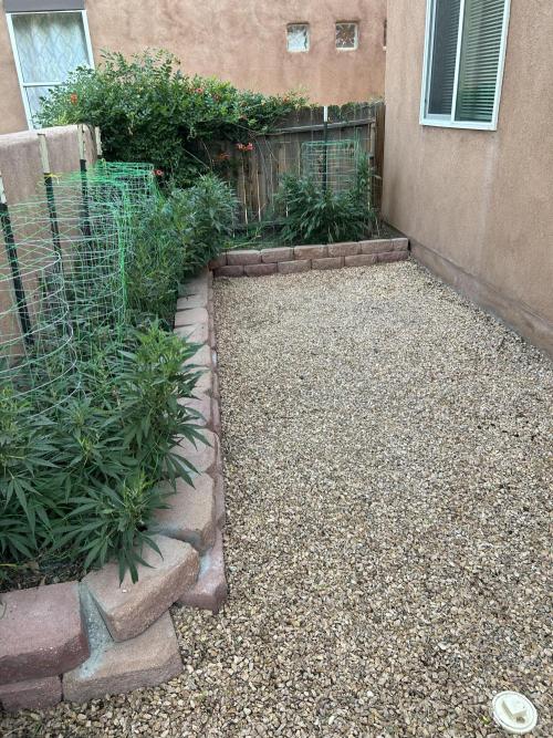 Mixed Organic Photo Outdoor. Week 18