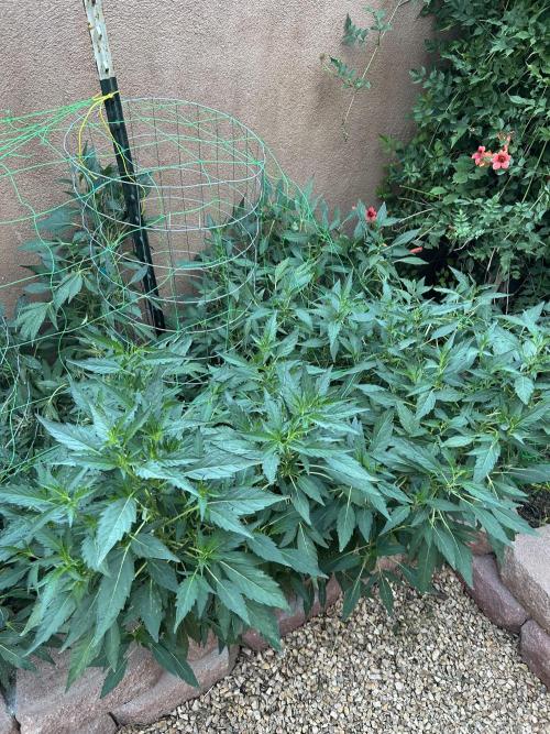 Mixed Organic Photo Outdoor. Week 18