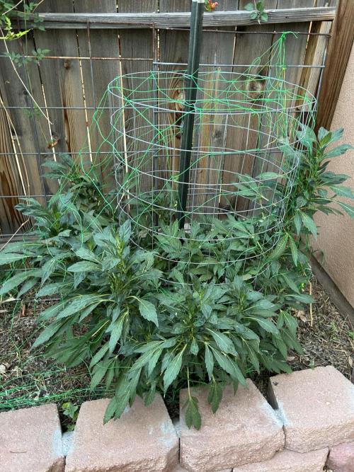 Mixed Organic Photo Outdoor. Week 18
