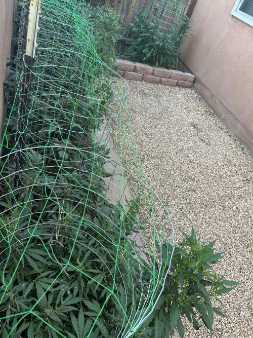 Mixed Organic Photo Outdoor. Week 18