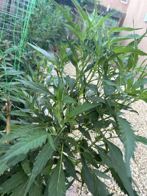 Mixed Organic Photo Outdoor. Week 18