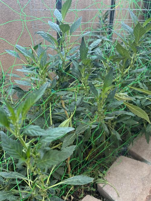 Mixed Organic Photo Outdoor. Week 18