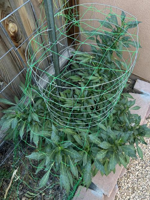 Mixed Organic Photo Outdoor. Week 19