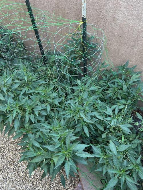 Mixed Organic Photo Outdoor. Week 19