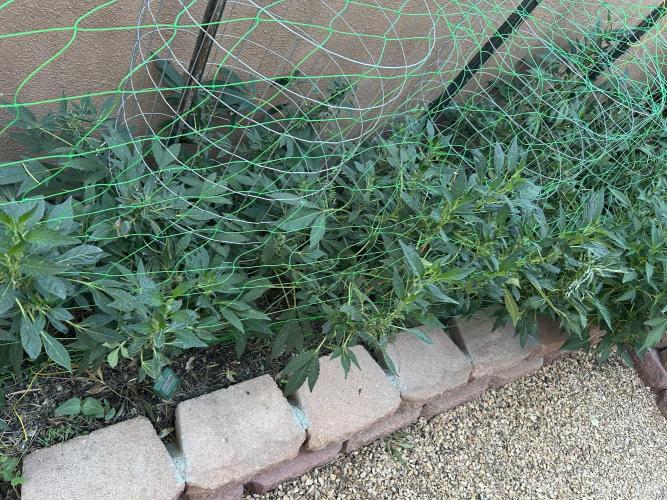 Mixed Organic Photo Outdoor. Week 19