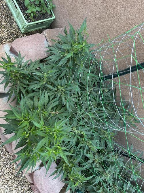 Mixed Organic Photo Outdoor. Week 19