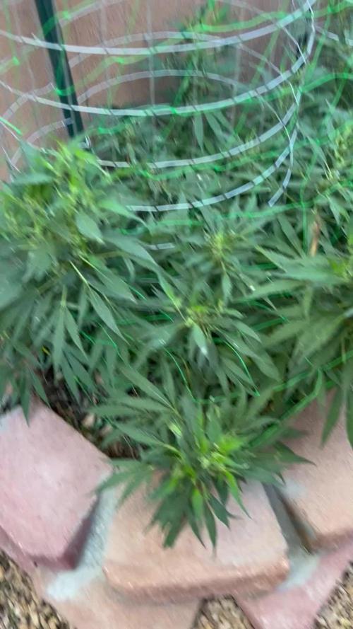 Mixed Organic Photo Outdoor