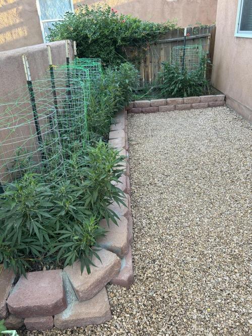 Mixed Organic Photo Outdoor. Week 19