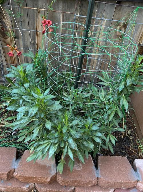 Mixed Organic Photo Outdoor. Week 19