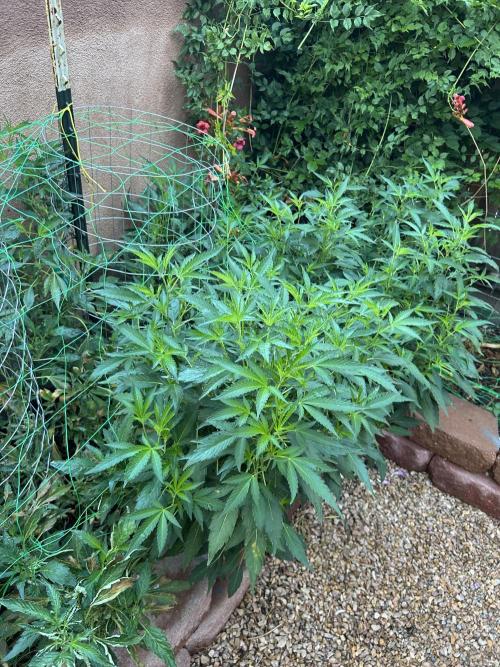 Mixed Organic Photo Outdoor. Week 19