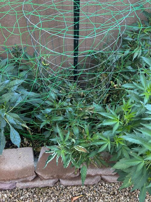 Mixed Organic Photo Outdoor. Week 19