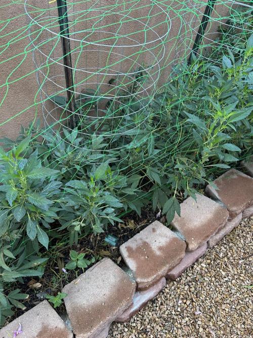 Mixed Organic Photo Outdoor. Week 19
