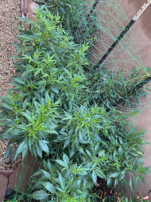 Mixed Organic Photo Outdoor. Week 19