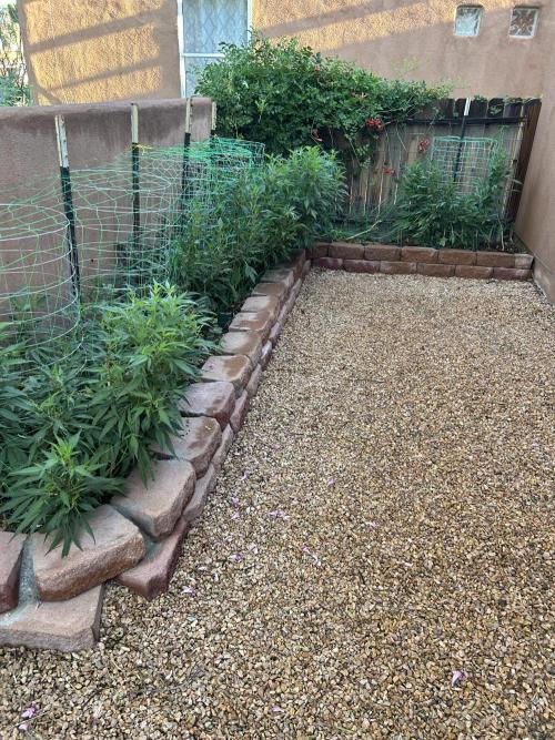 Mixed Organic Photo Outdoor. Week 19