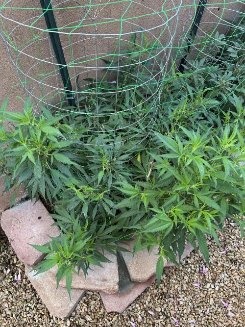 Mixed Organic Photo Outdoor. Week 19