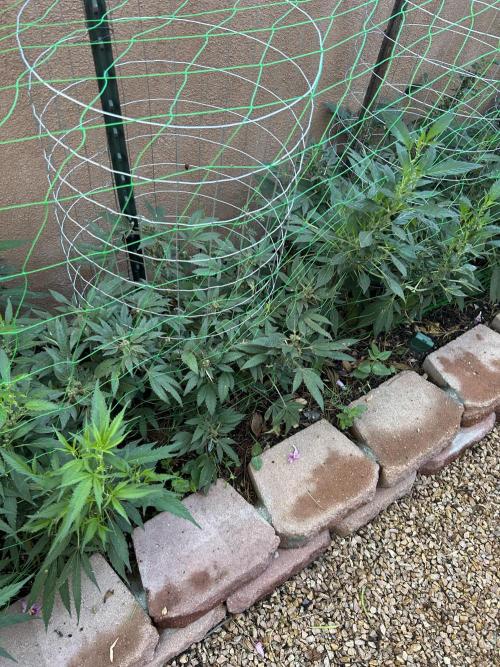 Mixed Organic Photo Outdoor. Week 19