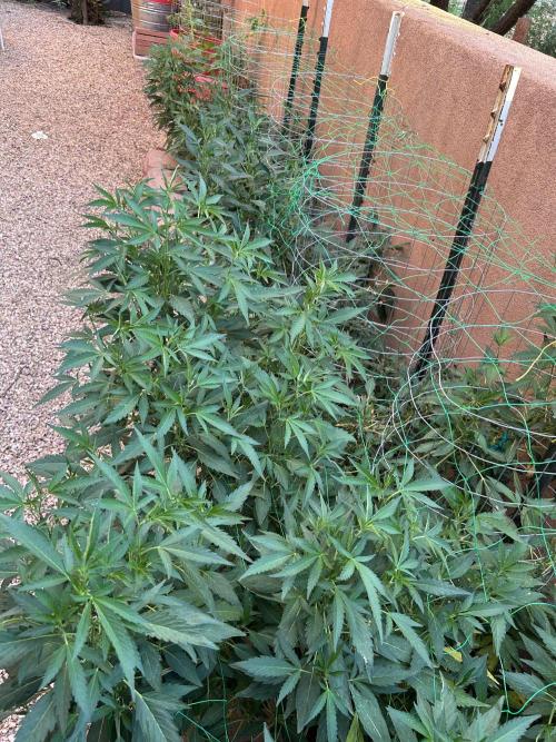 Mixed Organic Photo Outdoor. Week 20