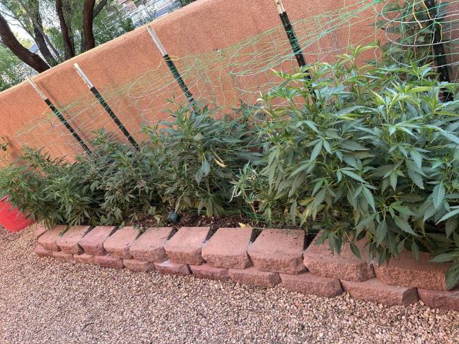 Mixed Organic Photo Outdoor. Week 20