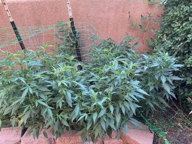 Mixed Organic Photo Outdoor. Week 20