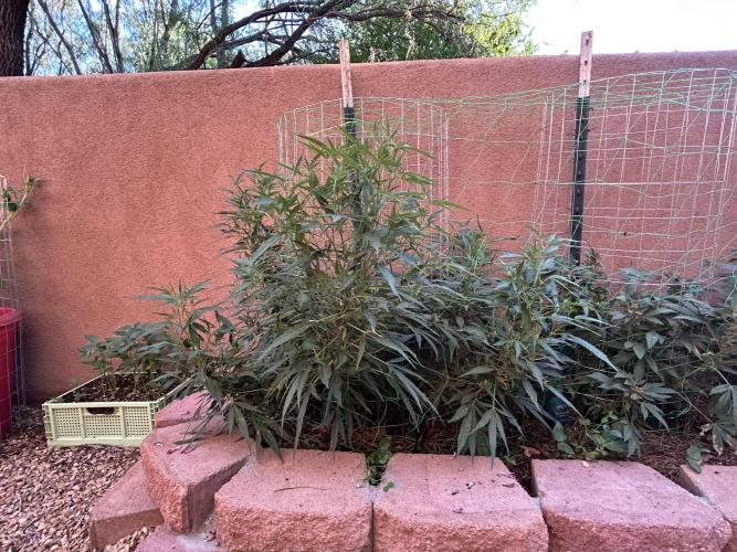 Mixed Organic Photo Outdoor. Week 20