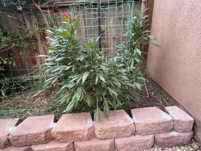 Mixed Organic Photo Outdoor. Week 20