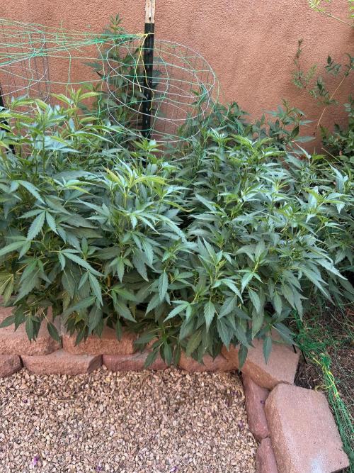 Mixed Organic Photo Outdoor. Week 20