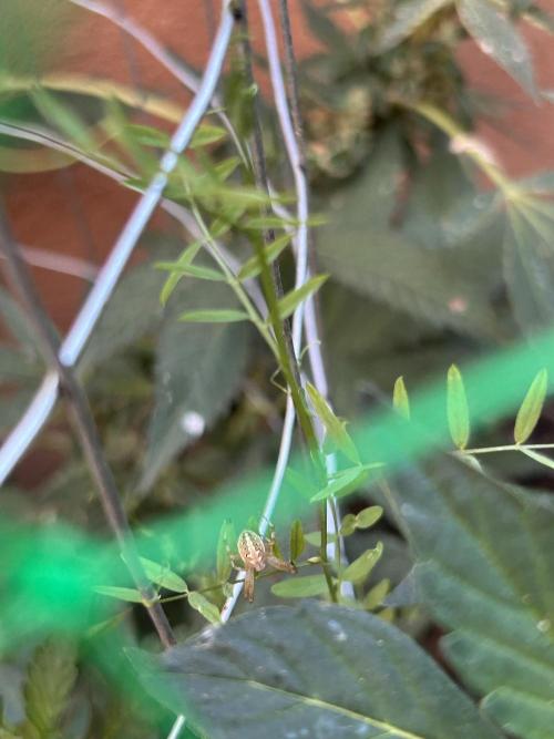 Mixed Organic Photo Outdoor. Week 20