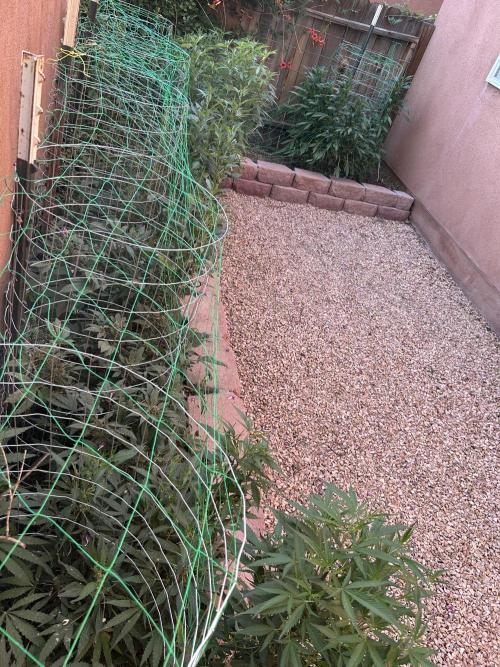 Mixed Organic Photo Outdoor. Week 20