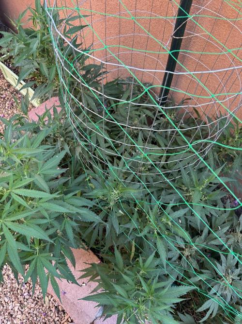 Mixed Organic Photo Outdoor. Week 20