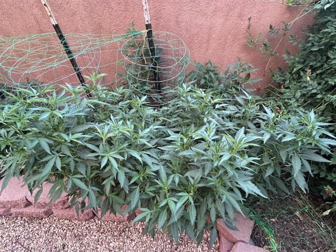 Mixed Organic Photo Outdoor. Week 20