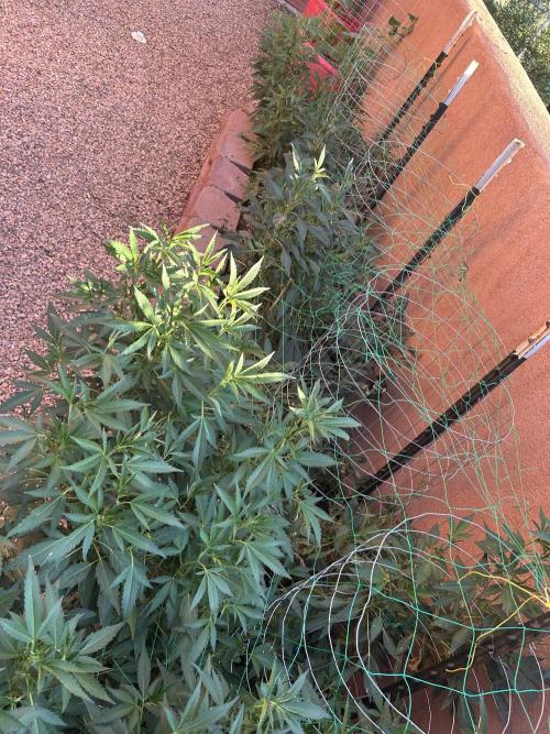 Mixed Organic Photo Outdoor. Week 20