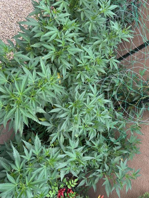 Mixed Organic Photo Outdoor. Week 20