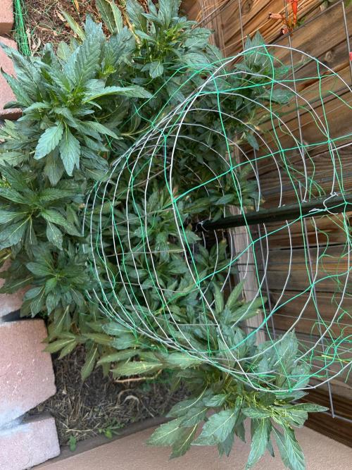 Mixed Organic Photo Outdoor. Week 20