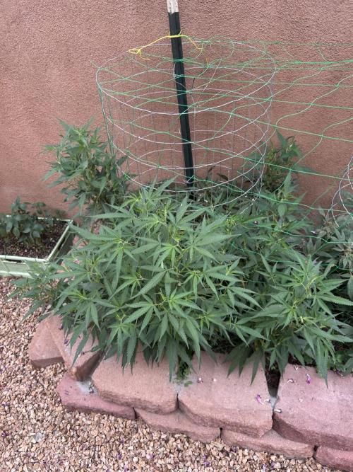 Mixed Organic Photo Outdoor. Week 20