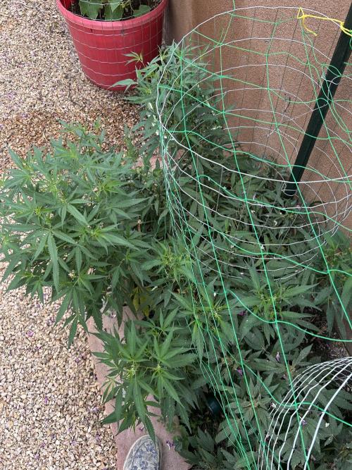 Mixed Organic Photo Outdoor. Week 20