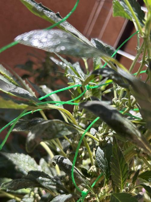 Mixed Organic Photo Outdoor. Week 20