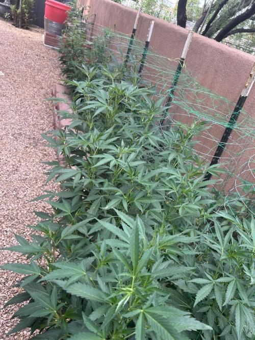 Mixed Organic Photo Outdoor. Week 20